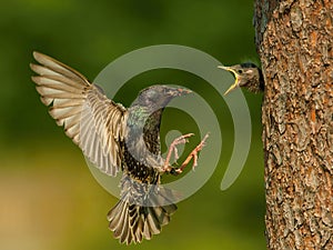 The Common Starling, Sturnus vulgaris is flying with some insect to feed its chick photo