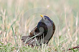 Common starling sturnus vulgaris on grass