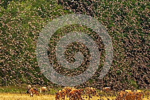 The common starling (Sturnus vulgaris) a large flock of birds above a herd of cows