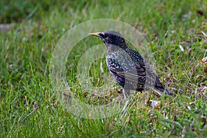 Common starling, Sturnus vulgaris, on the lawn