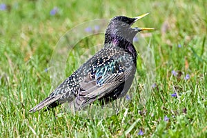 Common starling, Sturnus vulgaris, on the lawn