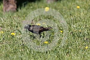 Common starling Sturnus vulgaris on a meadow