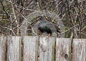 Common starling (Sturnus vulgaris) perched on wooden fence in spring