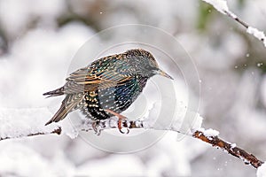 Common Starling - Sturnus vulgaris on a snow covered branch.