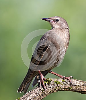 Common starling, Sturnus vulgaris. A young bird sits on a beautiful branch on a blurry background