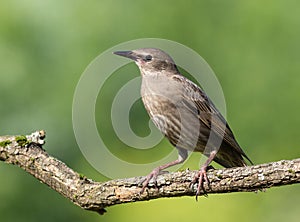 Common starling, Sturnus vulgaris. A young bird sits on a beautiful branch on a blurry background