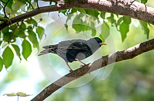 Common starling on a tree branch