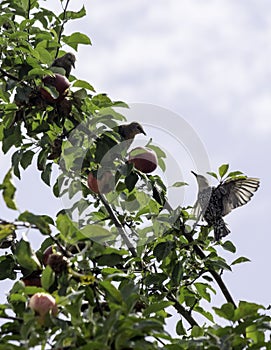 Common starlings on apple tree