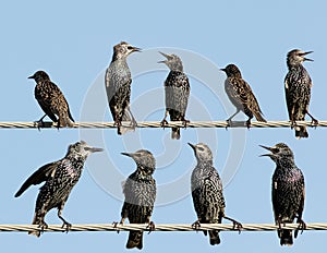 A Common starlings on electrical wire unusual view