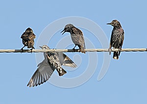 Four Common starlings on electrical wire unusual view