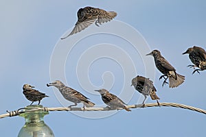 Seven Common starlings on electrical wire unusual view