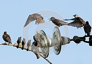 A small flock of Common starlings on electrical wire unusual view