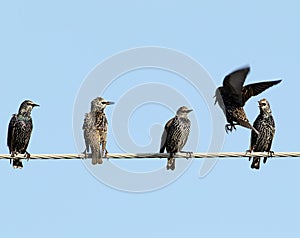 Common starlings fighting on electrical wire unusual view