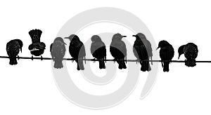 Common starlings on the power line