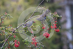 Common starlings sits on a rowan branch. Red rowan berrie in birds` beak. There are many bunch ripe red berries on the tree.