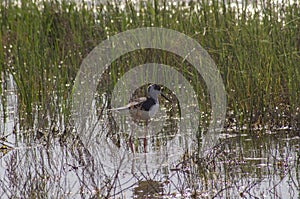 The common stilt, a common wading bird at Laguna de Manjavacas, Mota del Cuervo. Cuenca, Spain.