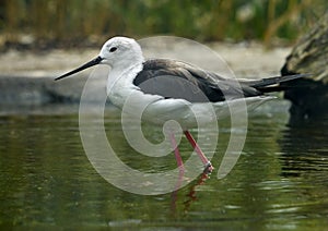 Common stilt Himantopus himantopus