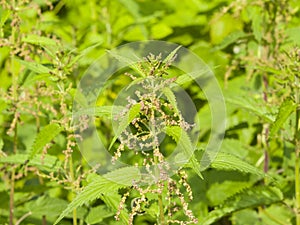 Common or Stinging Nettle, Urtica dioica, flowers on stem macro, selective focus, shallow DOF