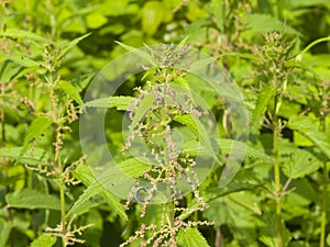 Common or Stinging Nettle, Urtica dioica, flowers on stem macro, selective focus, shallow DOF