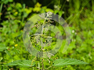 Common or Stinging Nettle, Urtica dioica, flowers on stem macro, selective focus, shallow DOF