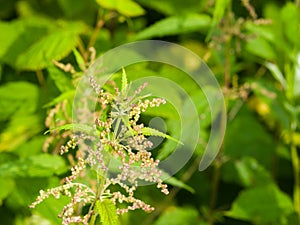 Common or Stinging Nettle, Urtica dioica, flowers on stem macro, selective focus, shallow DOF