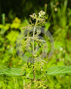 Common or Stinging Nettle, Urtica dioica, flowers on stem macro, selective focus, shallow DOF