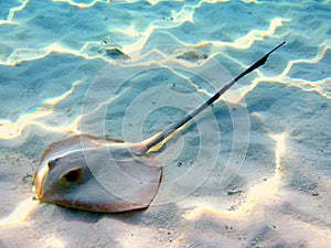 Common stingray