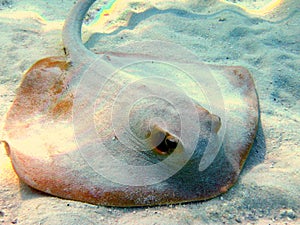 Common stingray