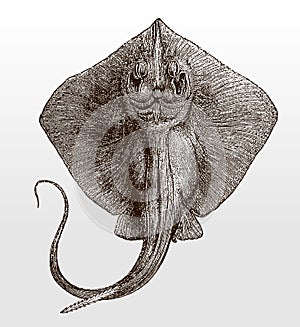 Common stingray, dasyatis pastinaca in underside view photo