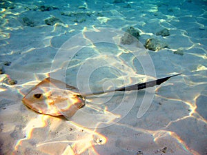 Common stingray in Maldives