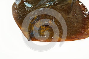 Common stingray on white