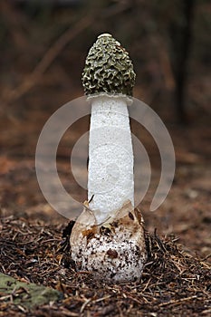 Common stinkhorn
