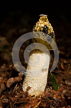 Common stinkhorn