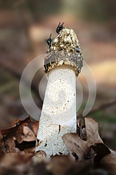 Common stinkhorn