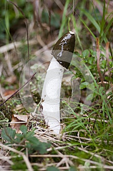 Common stinkhorn