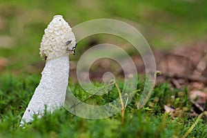 Common stinkhorn mushroom - phallus impudicus - growing in green sphagnum moss