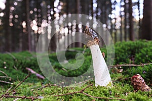Common stinkhorn mushroom