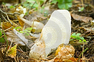 Common stinkhorn in outumn forest.