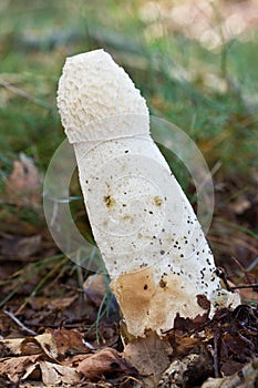 Common stinkhorn (Phallus impudicus)