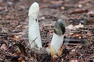 Common stinkhorn - Phallus impudicus