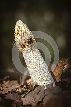 Common stinkhorn ( Phallus impudicus) photo