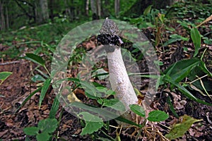 Common stinkhorn Phallus impudicus with flies