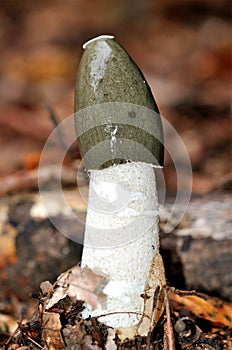 Common Stinkhorn (Phallus impudicus) mushroom