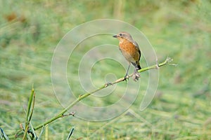 Common Stonechat