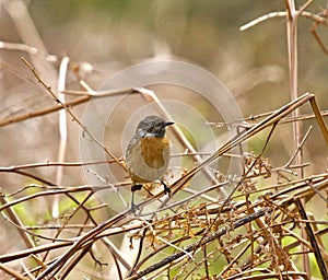 Common Stonechat