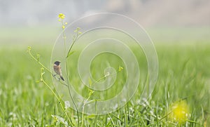 Common Stonechat Bird