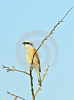 Common Stonechat bird