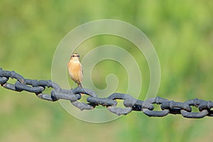 Common Stonechat and iron chain