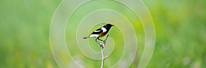 Common Stonechat or Saxicola torquata on branch in habitat