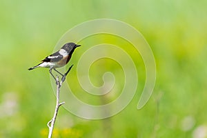 Common Stonechat or Saxicola torquata on branch in habitat